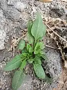 Sorrel plant in Ab&nbsp;Pakhsh