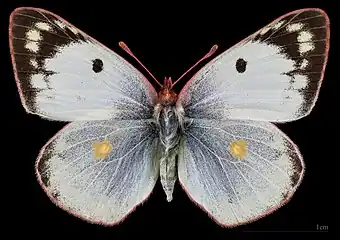 Colias hyale, female