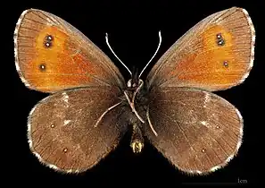 Erebia euryale adyte ♂   △