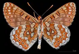 Euphydryas desfontainii beatica♂  △