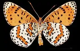 Melitaea didyma occidentalis ♂  △
