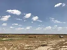 Camels grazing after the rain in the desert of Samawa in southern Iraq