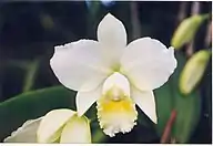 Cattleya Hawaiian Wedding Song 'Virgin'