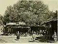 Dense-branched elm, spreading form, Turkestan, c.1900