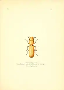 Illustration of "Latheticus oryzae"