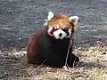 Red panda