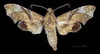 Female dorsal e(coll.MHNT)