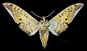 Male Ambulyx sericeipennis okurai, ventral view