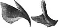 Upper (left) and lower (right) beaks (URL ca. 3&nbsp;mm)