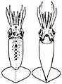 Dorsal and ventral views of juvenile A. lichtensteinii (16&nbsp;mm ML)