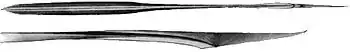 Ventral and enlarged side views of gladius (165&nbsp;mm ML)