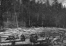 Trees cut from the Bicaz forest