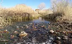 A photo of the restored cienga