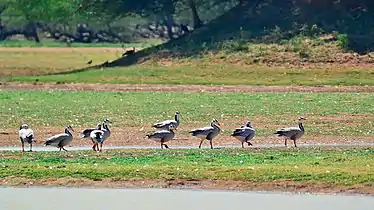 Koodankulam Bird Sanctuary