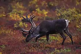 A reindeer grazing on autumn vegetation