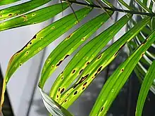 Bipolaris leaf blight of Kentia palm caused by Bipolaris incurvata