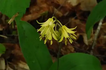 Clintonia borealis, bluebead, Newport State Park