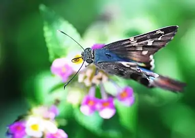 Butterfly resting on specimen