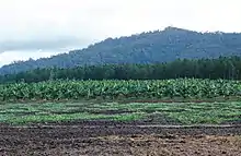 CSIRO Science Image 3712 Rural scene in far north Queensland Melon crop in foreground banana plantation behind with pine forest and rainforest in the background 15&nbsp;km north of Cardwell QLD