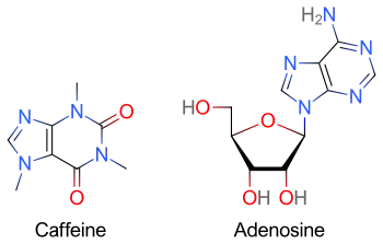 Two skeletal formulas: left&nbsp;– caffeine, right&nbsp;– adenosine.