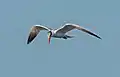 Caspian tern in flight