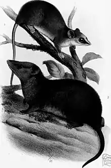 Black and white drawing of two opossums
