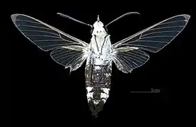Ventral male(coll. MHNT)