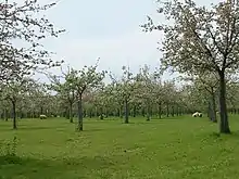 Image 10A traditional cider apple orchard at Over Stratton, with sheep grazing (from Somerset)