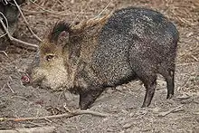 Collared peccary (Pecari tajacu)