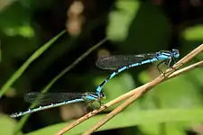 In tandem(homochrome female)