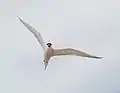 Common tern Sterna hirundo driving intruders away from the nest site.