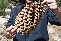 Large cone, found at 4,150&nbsp;ft elevation in the Santa Lucia Ranger District of the Los Padres National Forest, California Coastal Range of the Central Coast.