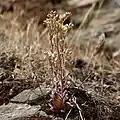 Flowering in habitat, Henry W. Coe State Park