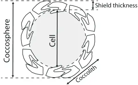 Coccolithophore cell surrounded by its shield of coccoliths. The coccolith-bearing cell is called the coccosphere.