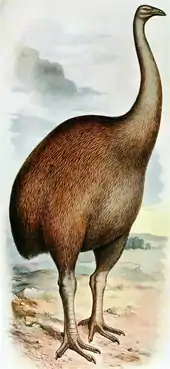 Moa (Dinornis pictured) were the largest birds in New Zealand, weighing up to 250&nbsp;kg (550&nbsp;lb).