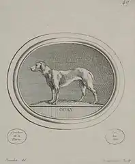 Dog; engraved print by Madame de Pompadour of a drawing by Boucher, after an engraved gemstone by Guay c. 1755.