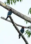 A pair of birds from Manas, Assam, India.