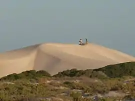 Sand dunes near Eucla