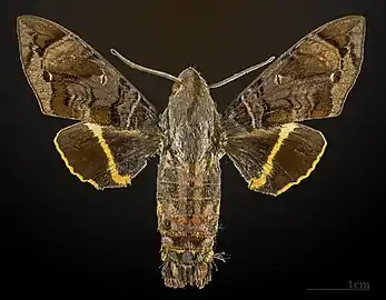 Eupyrrhoglossum sagra