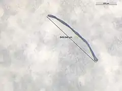 640&nbsp;µm microplastic found in the deep sea amphipod Eurythenes plasticus