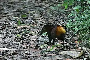 Golden-rumped elephant shrew in Arabuko Sokoke