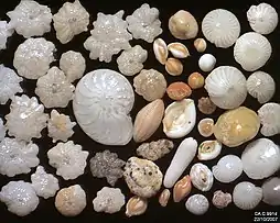 Foraminifera in Ngapali, Myanmar, field width 5.22&nbsp;mm