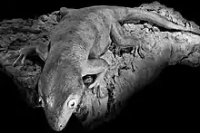 Restoration of Hoplodactylus delcourti, a giant gecko of uncertain origin that is identified by some as the kawekaweau