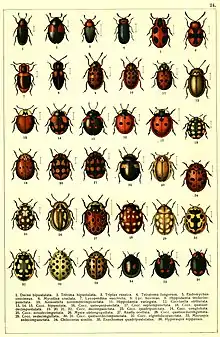 Array of ladybirds by G.G. Jacobson