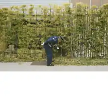 A policeman bent over looking at a gap between some trees