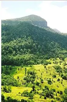 habitat of Endiandra floydii, NSW - Qld border