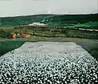 Flower Meadow in the North, 1905
