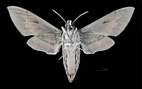 Female Hyles nicaea nicaea, underside