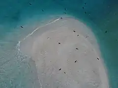 Flora, Fauna and landscapes from The Thirteen Islands of St. Brandon