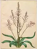 Asphodelus ramosus; by Hans Simon Holtzbecker; gouache on parchment; 1649–1659; 50.5&nbsp;cm ×&nbsp;38.5&nbsp;cm (20&nbsp;in ×&nbsp;15+1⁄4&nbsp;in).